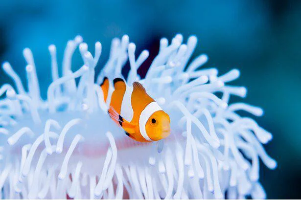 オスからメスへ、メスからオスへ性転換する魚がいる!　誰かに話したくなる地球の雑学(60）
