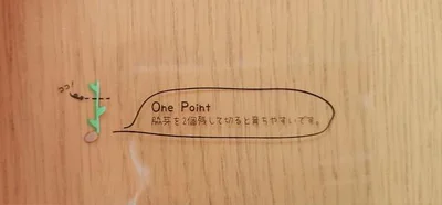 豆苗は脇芽を2つ残してカットしましょう