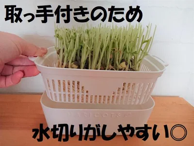 ザルに取っ手が付いており、水替えも楽ちん