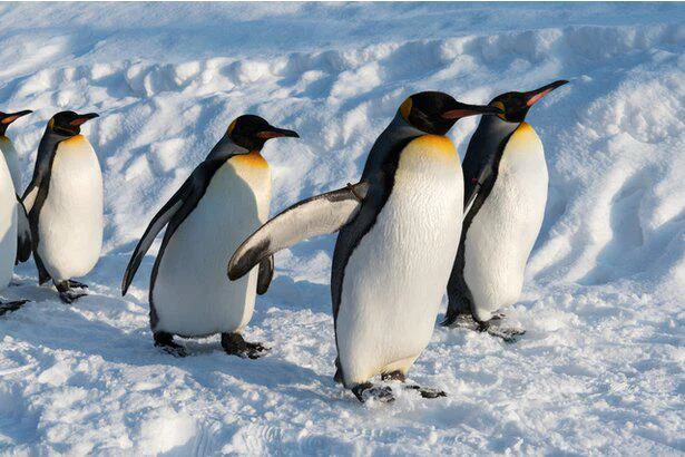 ペンギンはなぜ北極にいないのか 誰かに話したくなる地球の雑学 61 レタスクラブ