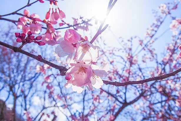 春の日差しに要注意！忙しい人におすすめな美白ケアは？