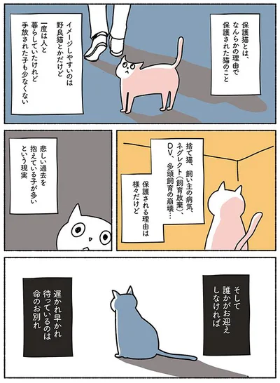 【画像を見る】ねこ活はじめました