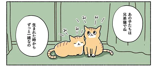 「兄弟猫はどう？」いきなり2匹同時って難しくない？　ねこ活はじめました(7)