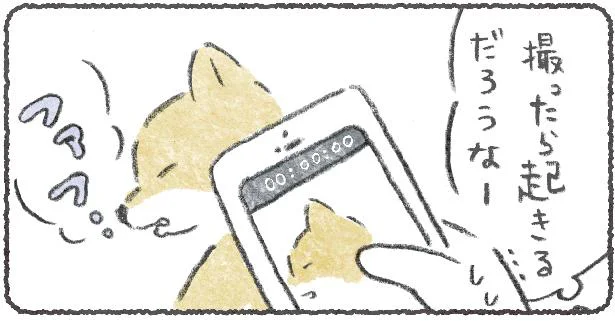 写真を撮らせてください！／豆しば こつぶ（3）