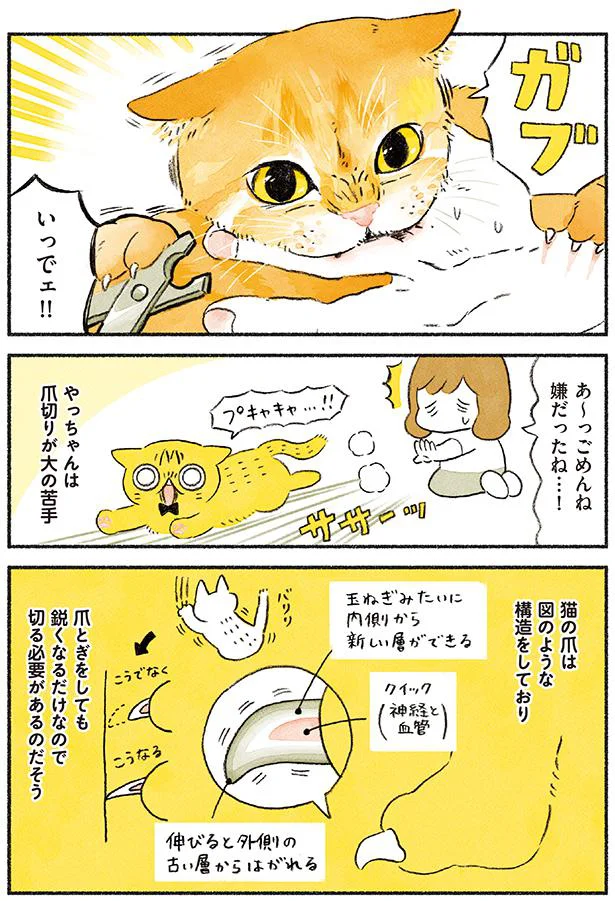 【画像を見る】茶トラのやっちゃんとちーちゃん