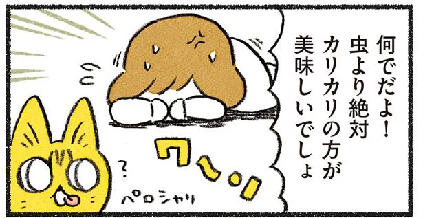 カリカリを食べてくれなくなった!どうすれば…