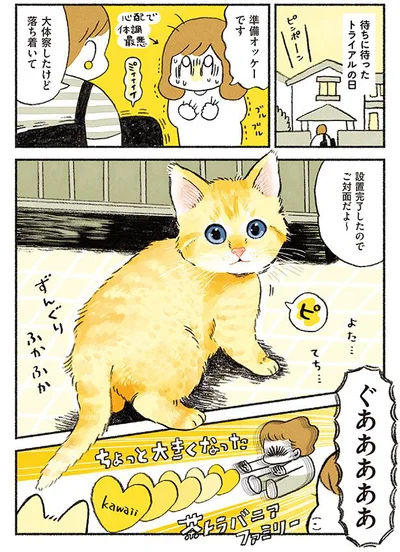 【画像を見る】茶トラのやっちゃんとちーちゃん