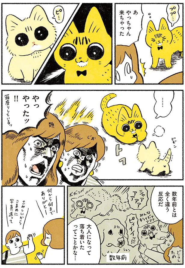 ついにやってきたトライアルの日／茶トラのやっちゃんとちーちゃん（9