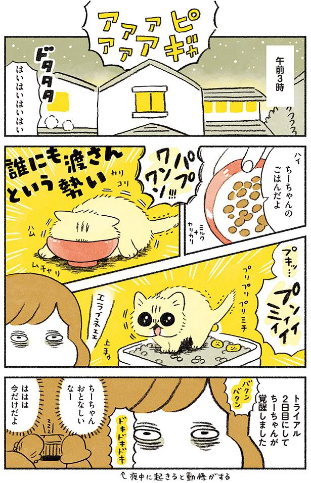 【画像を見る】茶トラのやっちゃんとちーちゃん