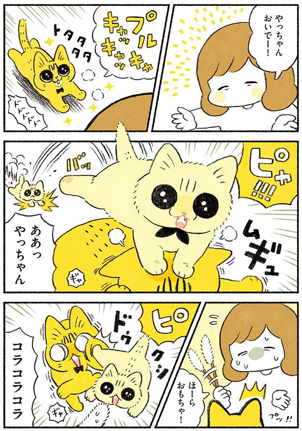 【画像を見る】茶トラのやっちゃんとちーちゃん