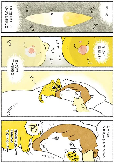 【画像を見る】茶トラのやっちゃんとちーちゃん