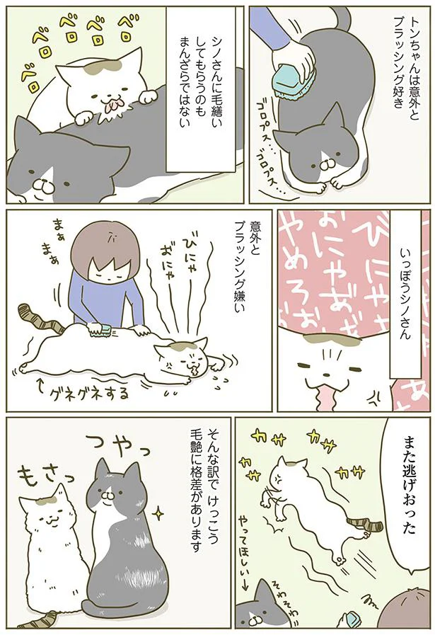 【画像を見る】うちの猫がまた変なことしてる。