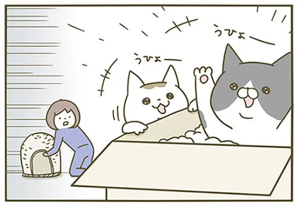 猫まかくらよりダンボール…