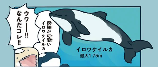 水族館のイルカの種類を知ろう！