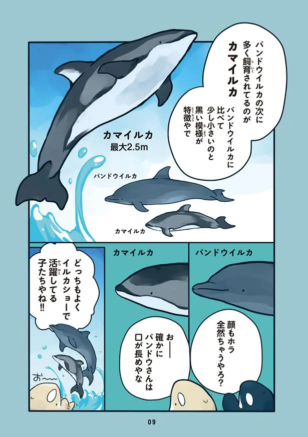 イルカメページ⸜❤︎⸝‍ 真空ジェシカVSイルカ」はイルカの圧勝（写真13枚） - お笑いナタリー