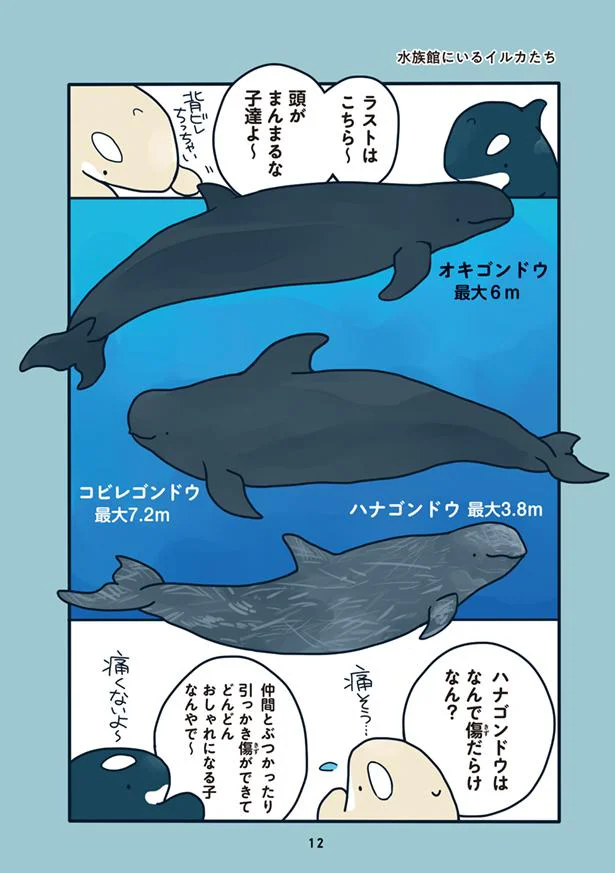 水族館のイルカってどんなイメージ？／水族館が好きすぎて！（1）【2
