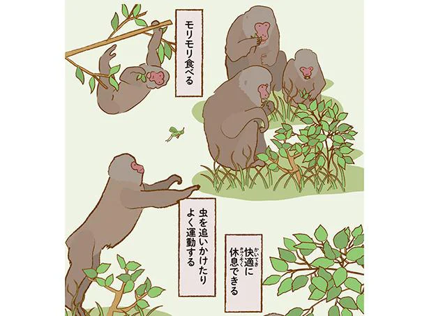 ニホンザルのためのサル山緑化計画／動物園のヒミツ教えます（3）