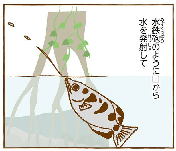百発百中！ テッポウウオの捕食／動物園のヒミツ教えます（4）