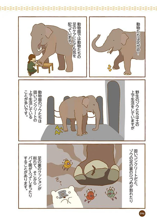 【画像を見る】クマが肥満で悩んでます　動物園のヒミツ教えます