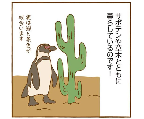 日本で多く飼育されているフンボルトペンギン…実は？