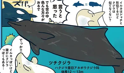 クジラとの共通点