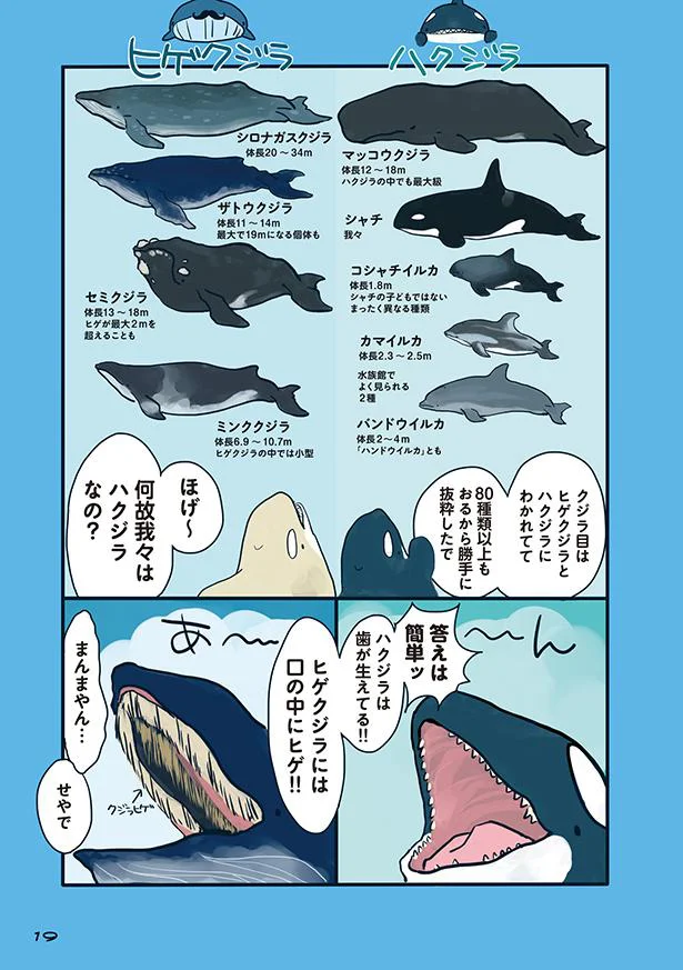 イルカもシャチもクジラの仲間ってホント 海のどうぶつが可愛すぎて 2 レタスクラブ