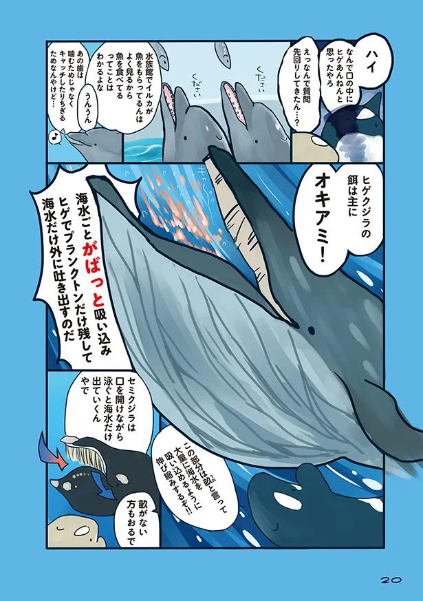 イルカもシャチもクジラの仲間ってホント 海のどうぶつが可愛すぎて 2 画像4 6 レタスクラブ イルカもシャチもクジラの仲間ってホント 海のどうぶつが可愛すぎて 2 画像4 6 レタスクラブ