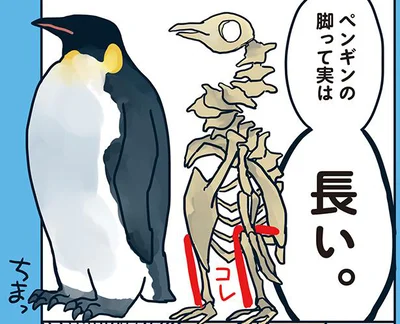 実は長いペンギンの足