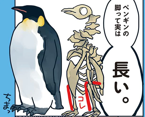 実は足が長い…!? ペンギンのギャップ／海のどうぶつが可愛すぎて！（4）