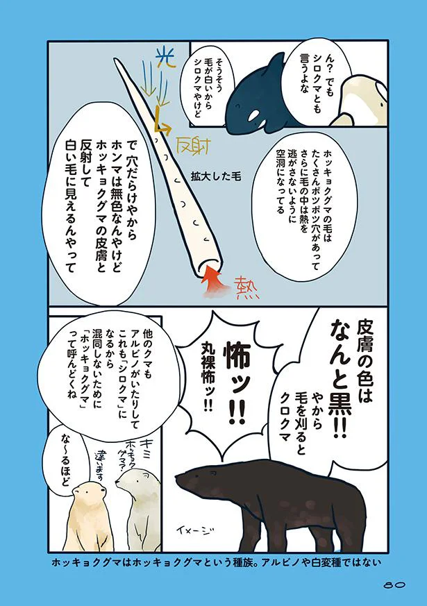 最強に見えるホッキョクグマもシャチの前では 海のどうぶつが可愛すぎて 6 レタスクラブ