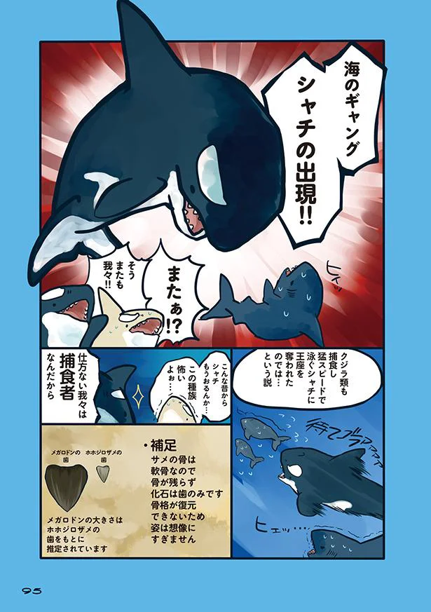 マイナスイメージがつきがち サメは誤解されている 海のどうぶつが可愛すぎて 7 画像5 6 レタスクラブ マイナスイメージがつきがち サメは誤解されている 海のどうぶつが可愛すぎて 7 画像5 6 レタスクラブ