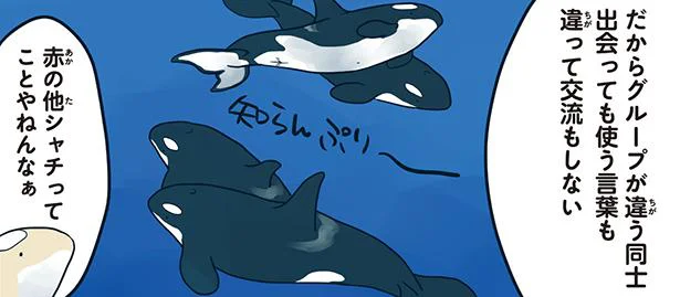 シャチは住む場所や文化で多くの違いがある／水族館が好きすぎて！（2）