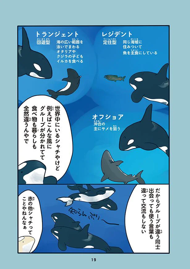 シャチは住む場所や文化で多くの違いがある 水族館が好きすぎて 2 画像3 8 レタスクラブ シャチは住む場所や文化で多くの違いがある 水族館が好きすぎて 2 画像3 8 レタスクラブ