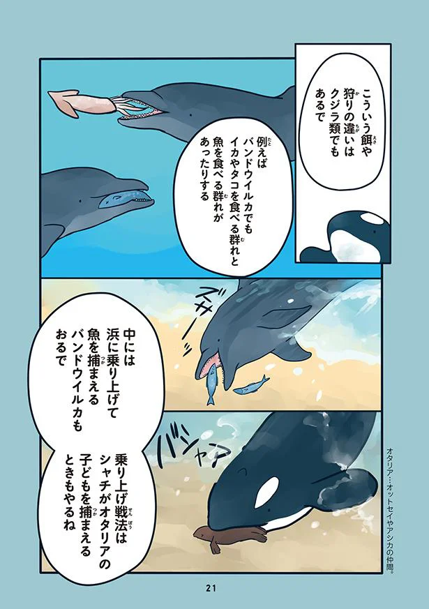 シャチは住む場所や文化で多くの違いがある 水族館が好きすぎて 2 画像5 8 レタスクラブ シャチは住む場所や文化で多くの違いがある 水族館が好きすぎて 2 画像5 8 レタスクラブ