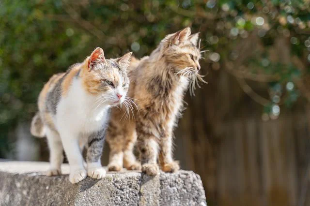 野良猫、外飼いの犬…動物がウロウロする義実家。赤ちゃんを連れて行きたくない【お悩み相談】