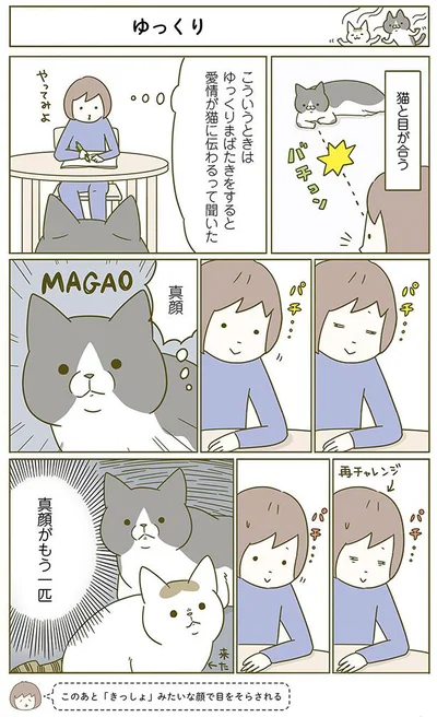 【画像を見る】猫と目が合う