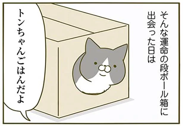 ごはんも食べずに入り浸る運命のダンボール箱 うちの猫がまた変なことしてる 2 10 レタスクラブ ごはんも食べずに入り浸る運命のダンボール箱 うちの猫がまた変なことしてる 2 10 レタスクラブ