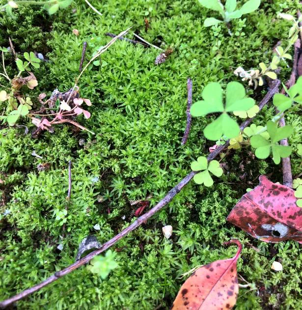 茂ってしまう前に、今年こそ雑草対策を