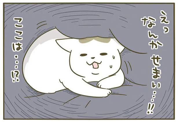 そこは飼い主の服の中です 寝ぼけてパニックになるシノさん うちの猫がまた変なことしてる 3 2 レタスクラブ そこは飼い主の服の中です 寝ぼけてパニックになるシノさん うちの猫がまた変なことしてる 3 2 レタスクラブ