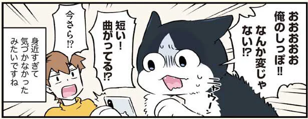 身近過ぎて気づかなかった、ハチくんの自慢のしっぽ／ブラック企業の社員が猫になって人生が変わった話3(ハチ谷くんと時々モフ田くんの場合)（8）
