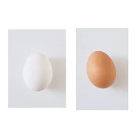 【身近な疑問】「卵」の殻の色や黄身の色の違いって何か知ってる？