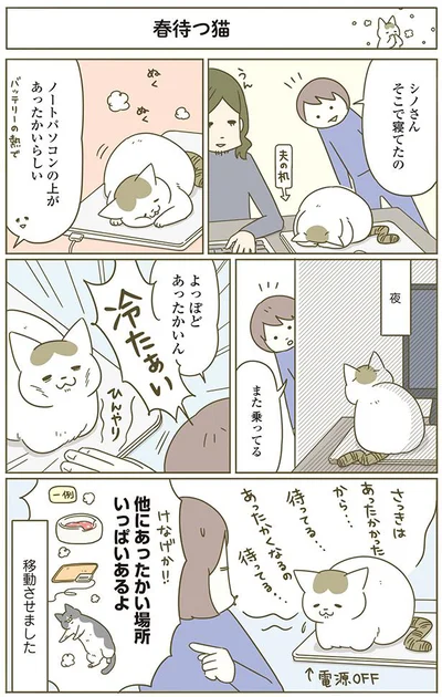 【画像を見る】春待つ猫