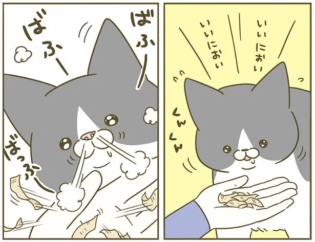 「消えたんですけど…」鼻息で舞い散る鰹節／うちの猫がまた変なことしてる。4（6）