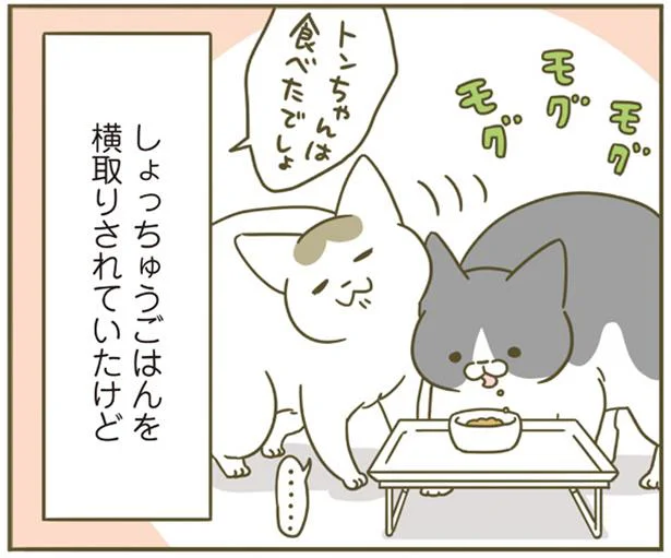 これが4年めの貫禄…確実に強くなっている猫／うちの猫がまた変なことしてる。4（8）