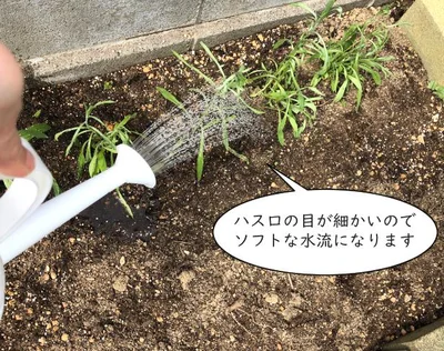 まだ弱い若い芽も、このソフト水流なら大丈夫