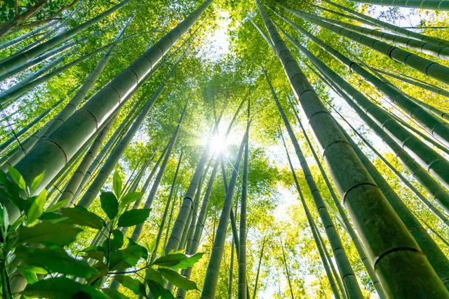 数十年に1度咲く竹の花。いっせいに開花し枯れる謎／誰かに話したくなる地球の雑学
