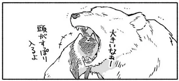 「もう、閉じても大丈夫ですか？」クマの口の中に、たぬきの頭がすっぽり／クマとたぬき（4）