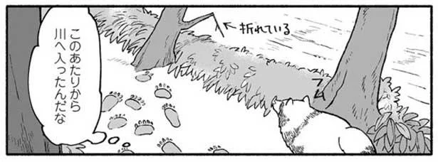 鼻は使わないで追いかけっこ。足あとと爪あとをたどっていくと…／クマとたぬき（16）