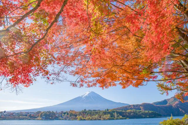秋になると葉っぱが赤や黄色に色づく仕組み／誰かに話したくなる地球の雑学