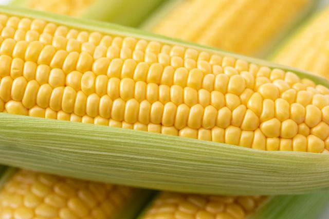 必ず偶数になる トウモロコシの粒 の謎 誰かに話したくなる地球の雑学 レタスクラブ